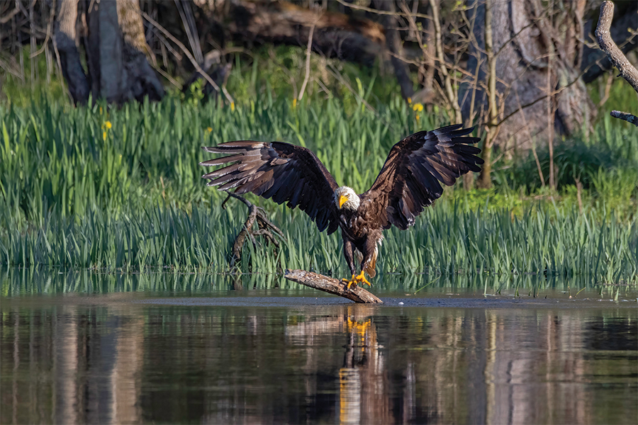 After a bath in the Watauga River in Carter County, Tennessee, this eagle is shaking itself dry.