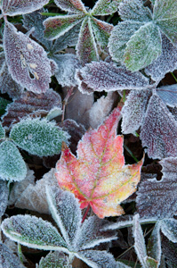 Frosty foliage and a brilliant maple mark the transition as fall gives way to winter.