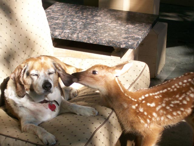 Mimi had a knack for fitting in with everyone she met – from humans to the dogs who lived with Cheryl and Dennis Moretz at the Linville Ridge community.