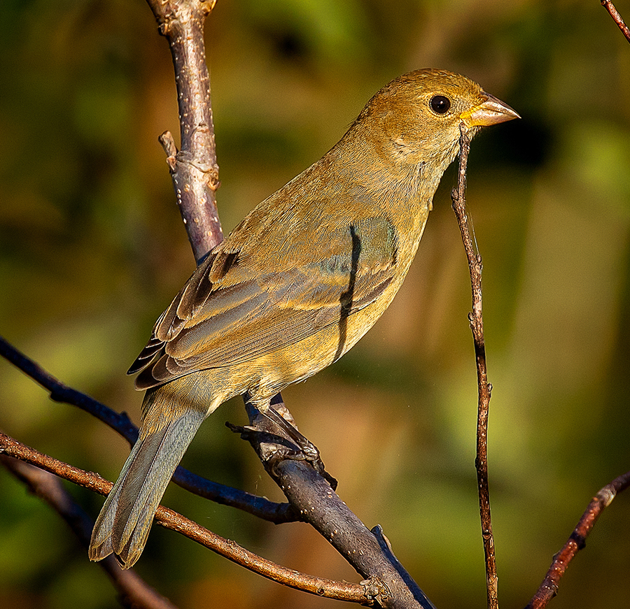 Blue Grosbeak, female