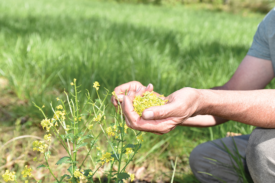 Morris says that the flowers of yellow rocket, also known as creasy greens, can be made into mustard.
