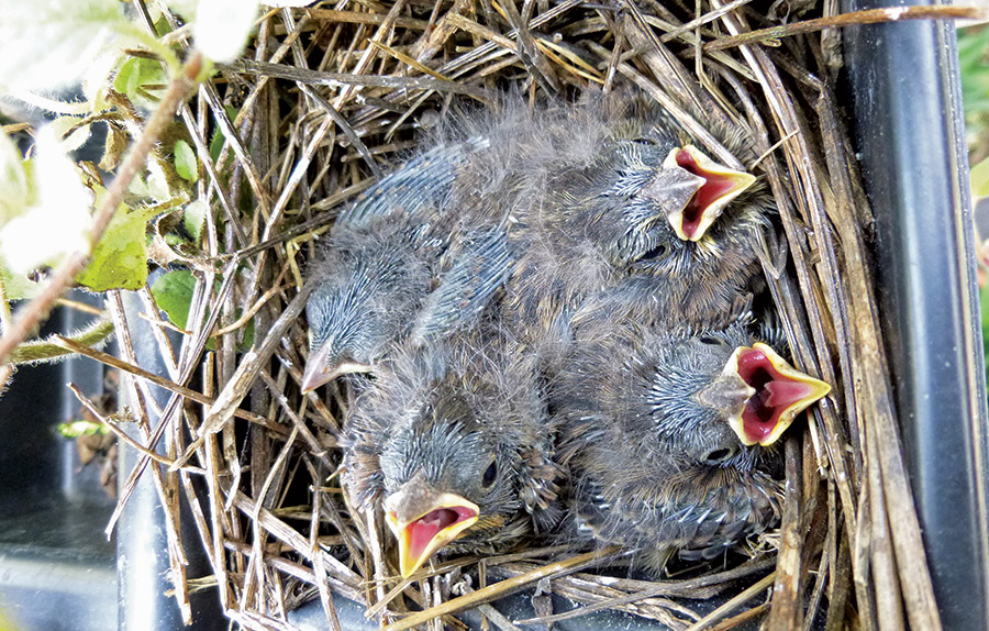 Chipping sparrows make nests annually on the Scott farm in North Carolina.