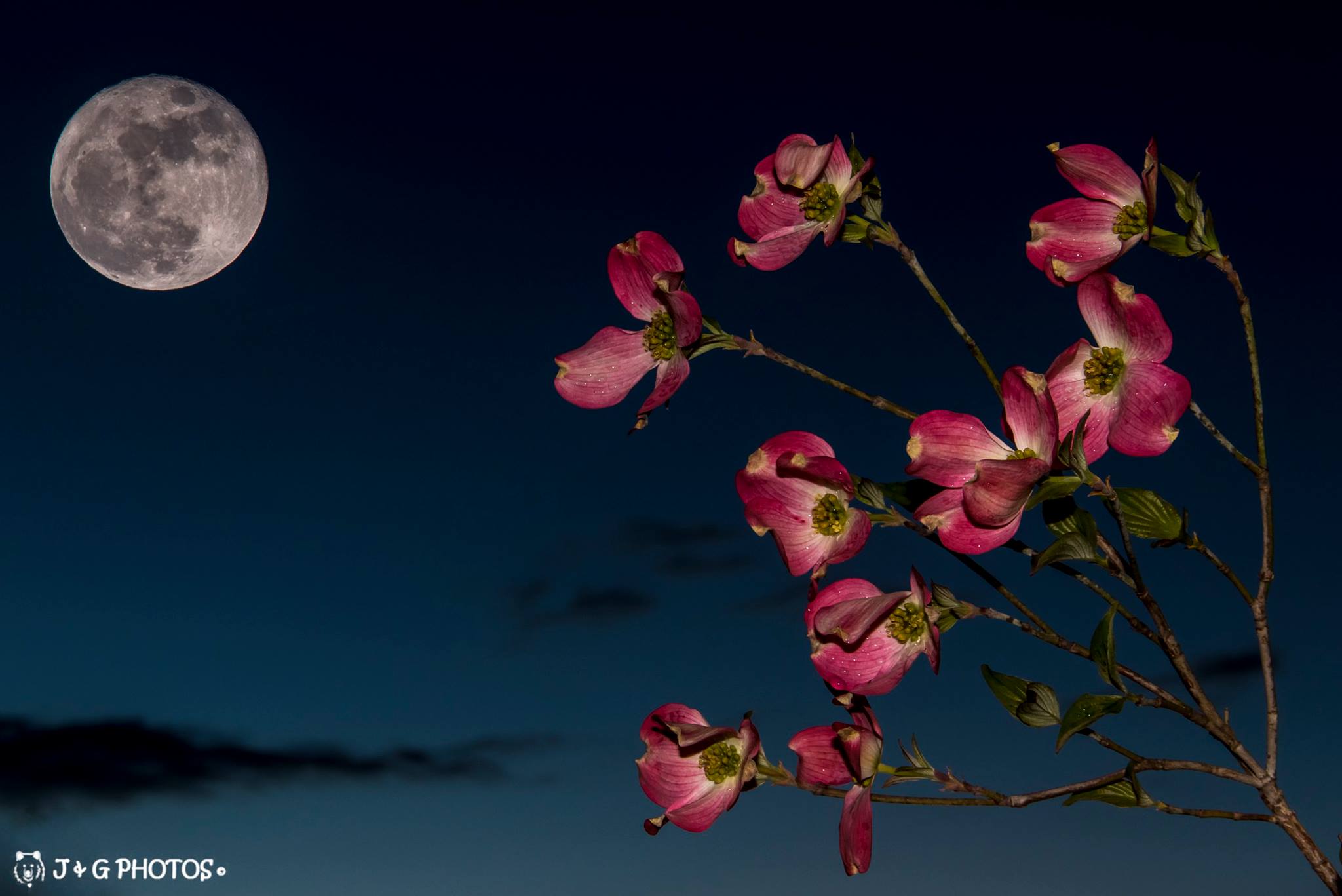 Full Moon Over the Pink Dogwood Blooms...

Mom's dogwood trees are in full bloom so I decided to compose the full moon with the beautiful pink dogwood blooms... This is 2 images merged into one in the canon 7 D mark II. The moon was shot with our 400mm zoom lens and then merged together with the 2nd shot of the pink dogwoods with our 18-135mm lens, this is the outcome of those two images.

This image was photographed in mom's backyard, Erwin Tennessee.

For all the latest updates like and follow our photo page https://www.facebook.com/JandGPhotos.

Likes, comments and shares are welcomed, but please do not alter the photos or copyright and use it as your own.

Click on photo to enlarge
— with Regina Henley Phillips.