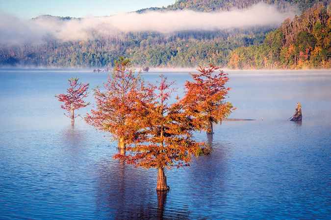 Autumn takes colorful root with these trees rising out of Parksville Lake near Ocoee, Tennessee.