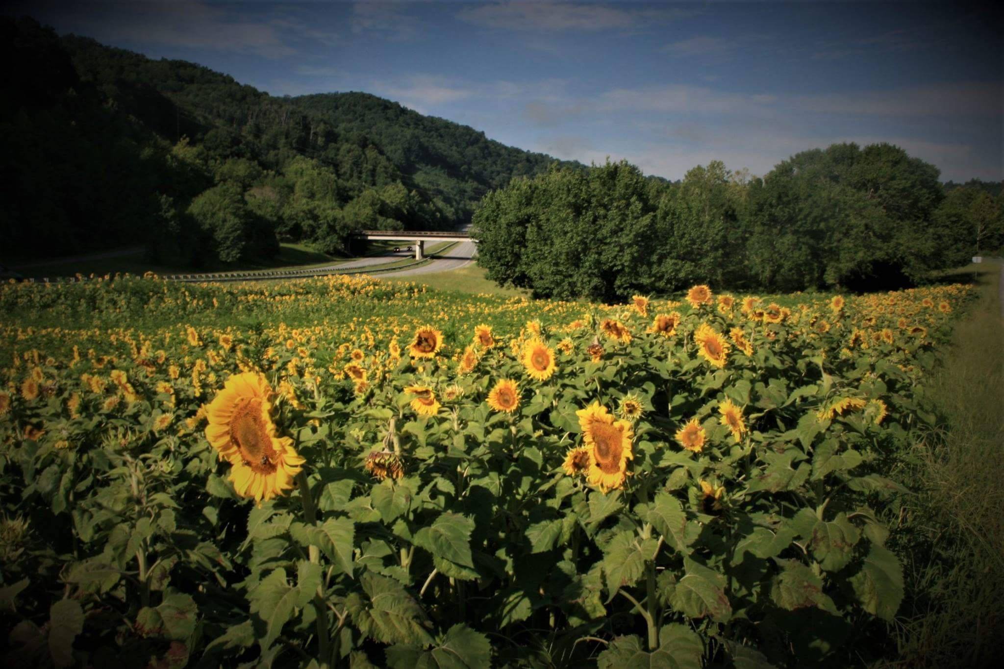 Sunflowers of the Smokies.
www.Facebook.com/passmorephotos