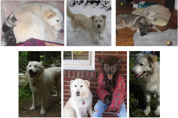 Fluff the missing dog