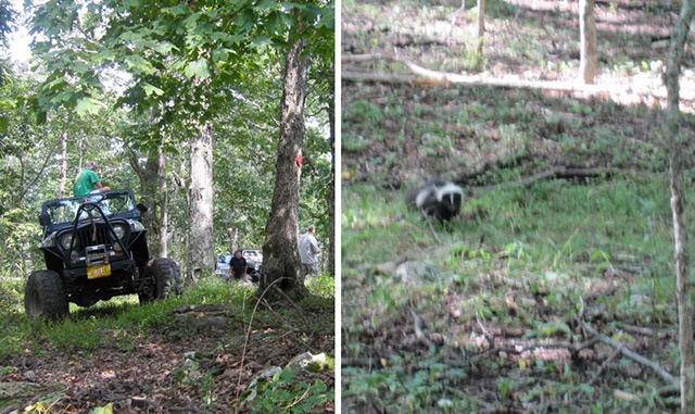 Left: Jeeps and peeps atop Potts Mountain. Right: Blurry skunk near the bottom of Potts Mountain.