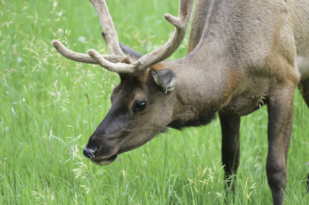 Native elk disappeared in Virginia in the mid-19th century. State officials are considering repopulating southwest Virginia with Rocky Mountain elk.