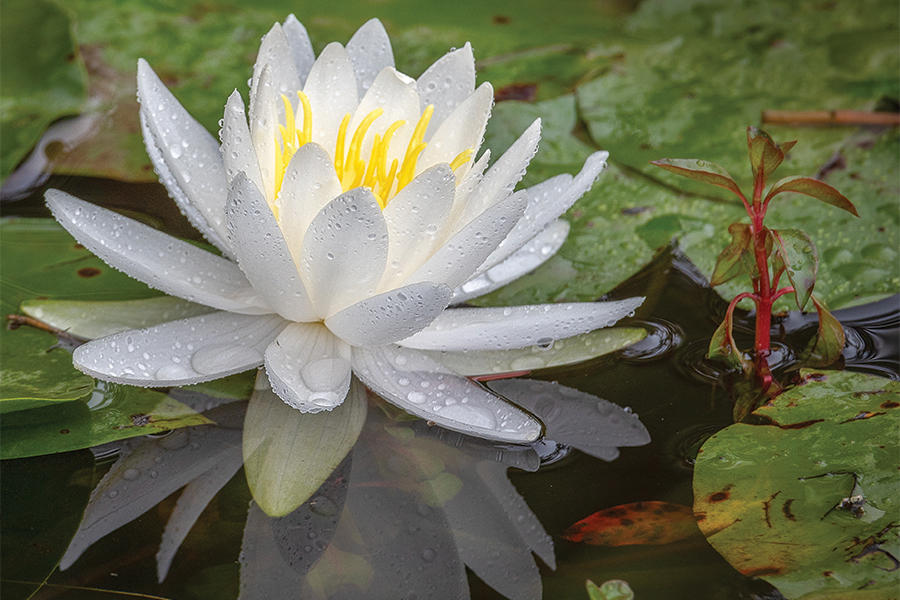 American white water-lily (Nymphaea odorata) at Bass Lake near Blowing Rock, North Carolina. From the photographer: “This was just after a rainstorm, with water droplets clinging gently to its petals, amid lily pads.”
