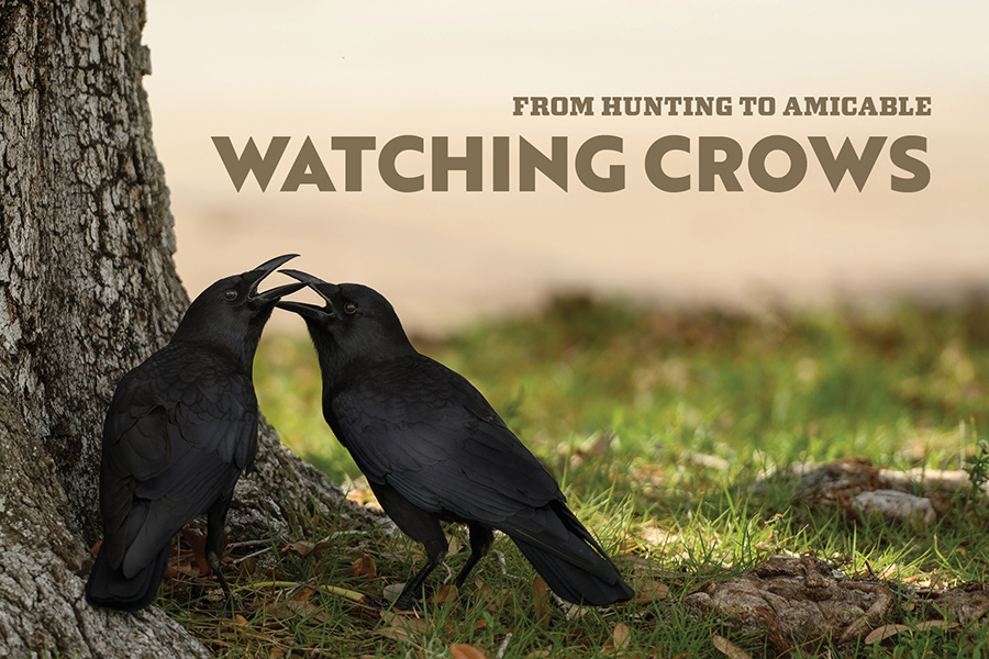 Crows are known to mate for life.