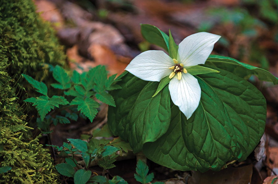 In Church Hill, Tennessee, a freshly bloomed sweet white trillium grows at the base of a tree along the Laurel Falls Trail at Laurel Run Park.