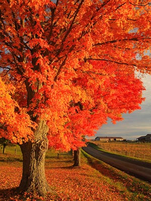 Mountainside and countryside meet with stunning color in the Virginia’s Highland County.