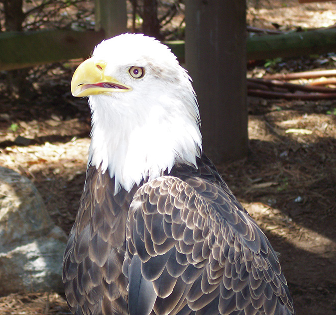 West Virginia’s Hanging Rock Raptor Observatory at Gap Mills is a great place to see a bald eagle.