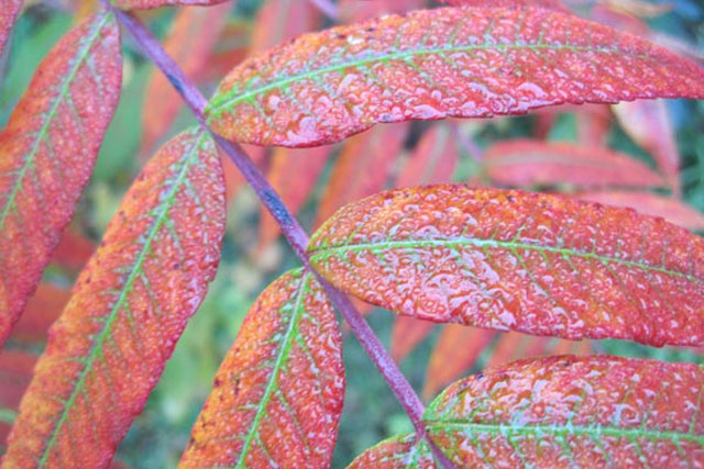 Sumac Foliage