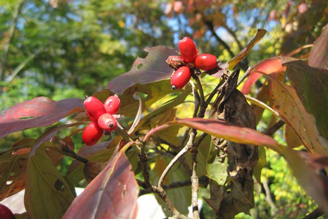 Dogwood Berries