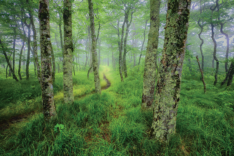Beech Gap in fog at Graybeard Overlook on the North Carolina Blue Ridge Parkway milepost 363.4. From the photographer: “Slowly these ancient trees are dying from beech bark disease and/or beech leaf disease. A low cloud deck shrouded the gap in fog on this day adding a measure of softness. It was a time of absolute wonderment and photographic ecstasy. The high altitude (above 5,000 feet) stunts the trees’ growth so they don’t give away their age. Treasure these moments. When they are gone it is likely for a very long time.”