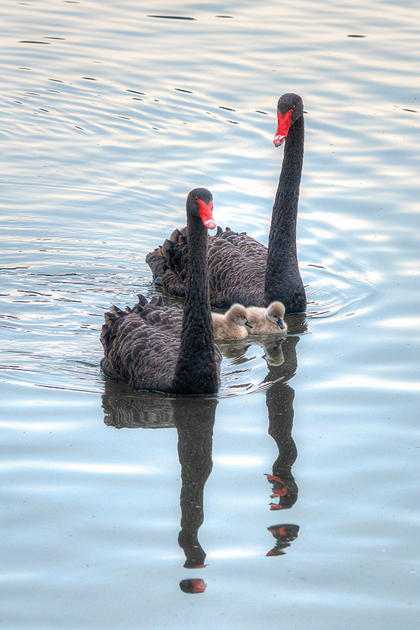 Swans glide on a pond at Furman University in Greenville, South Carolina. From the photographer: “I was turned the other way, capturing dogwood blossoms. When I looked behind me, I noticed this family of swans swimming my way. Sometimes the best shots are the unexpected ones.”