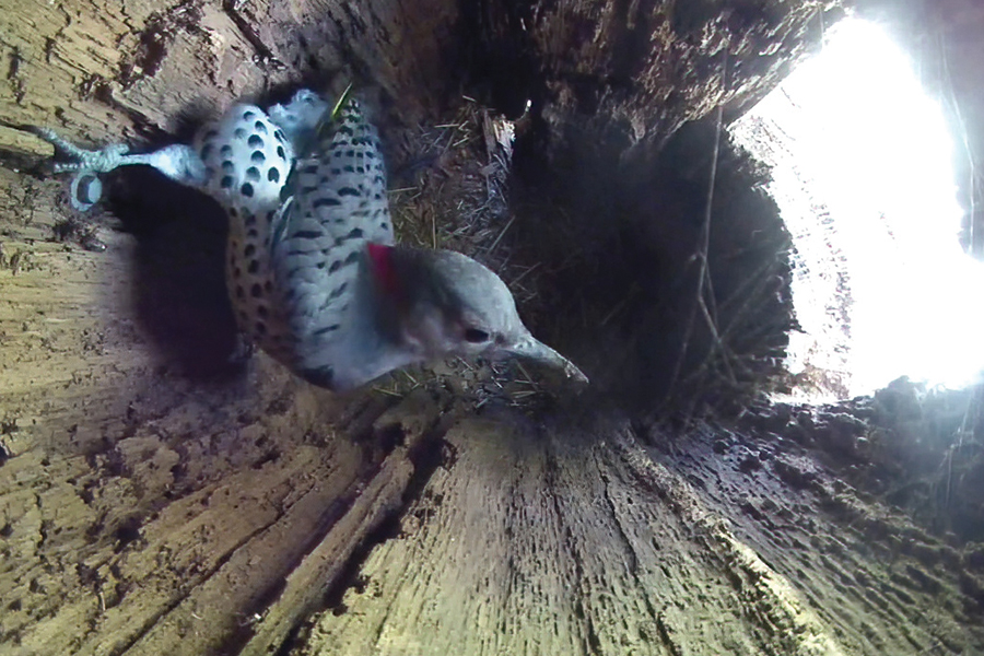 The overhead camera captured a variety of visitors to the owl box during the time the owl was away, including, from top to bottom, squirrels, an opossum family and many birds, including this northern flicker. Ryan Rice on the opossums: “I had never found opossums particularly cute, but they grew on me and I got to learn a lot about them.”