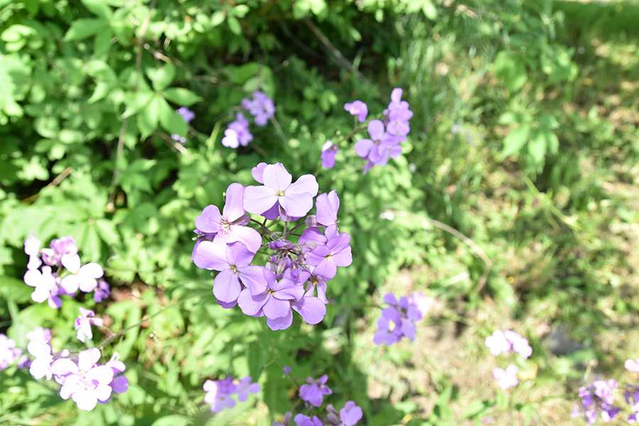 Dame’s Rocket growing along the Greenbrier River Trail.