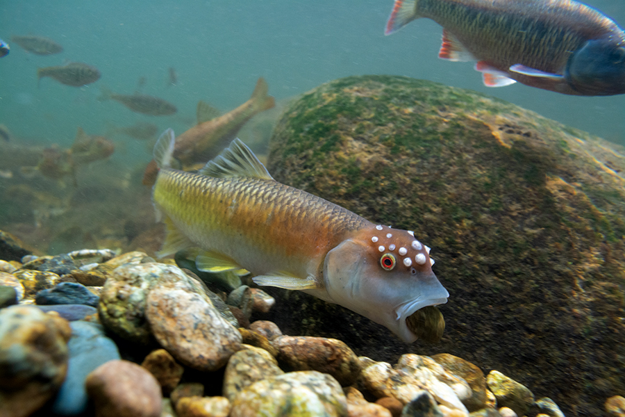 Bluehead Chub. Directly below a footbridge on the Appalachian Trail in Virginia, a male bluehead chub (Nocomis leptocephalus) is in the process of building a nest mound, a giant pile of thousands of pebbles in which a female chub will lay her eggs. Each spring, male chub spend days on end collecting stones with their mouths and carefully piling them together, a behavior which is fascinating to watch. Numerous other species have also evolved to spawn in the chub’s mound, and will swarm in the hundreds over the mounds.