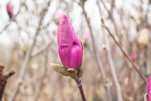 Jane Magnolia Bud