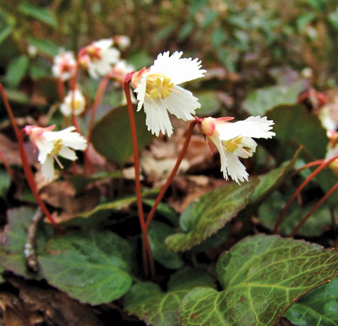 Most of the Oconee Bells in the world grow on the sides of Jocassee Gorges.