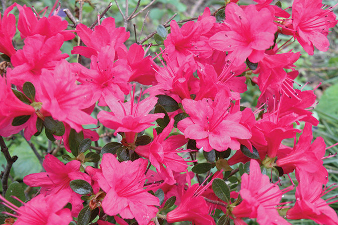 Georgia’s azaleas, the state flower, explode with color at places including Cloudland Canyon and Blood Mountain.