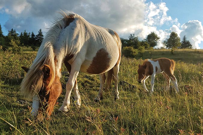 The wild ponies in Virginia’s Grayson Highlands originated from ponies brought from Assateague, in 1975.