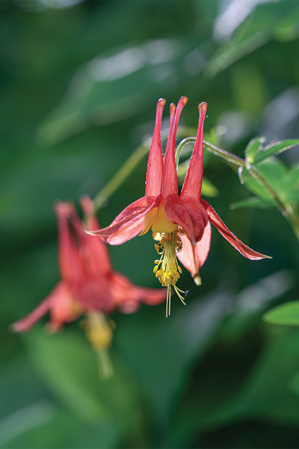 Spring columbine welcomes visitors along the Blue Ridge Parkway.
