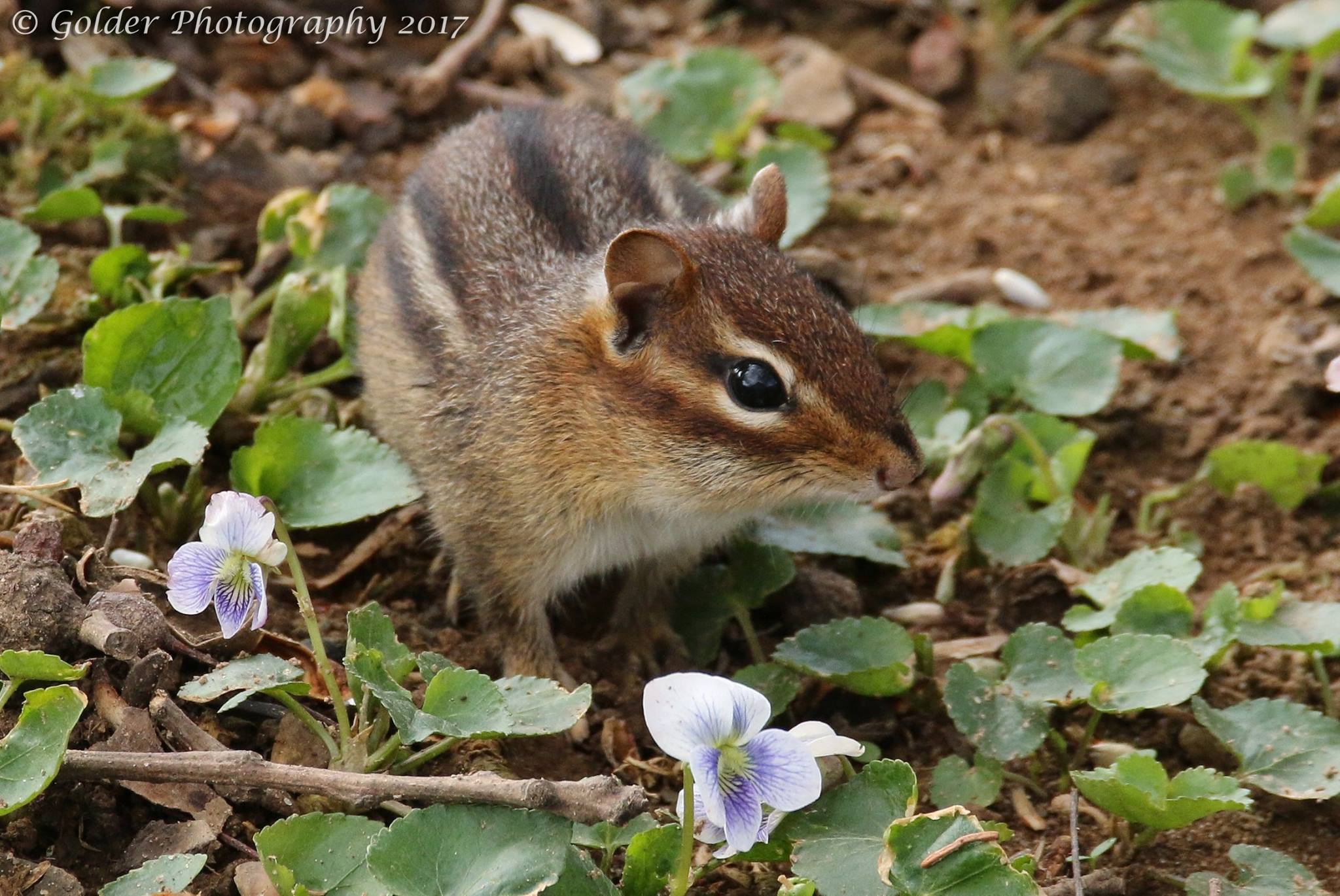 It is starting to look like Spring. Bring on the wildflowers and the critters!

Photo taken: 3/27/17
Vinton, Virginia
near the Blue Ridge Parkway