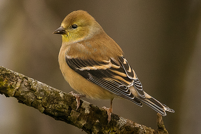 A female American Goldfinch