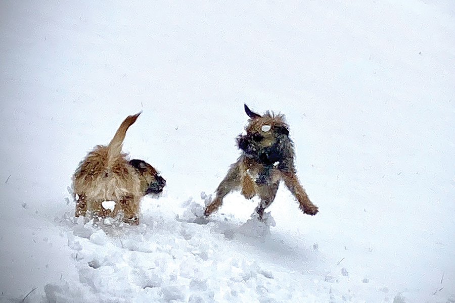 My border terriers (Kai and Two) love living in the mountains of North Carolina! So much to do, so many places to hike and explore, and the snow is so much fun! (Kai and Two also appear on the Contents page, where they are about to spring into squirrel-alert action.)