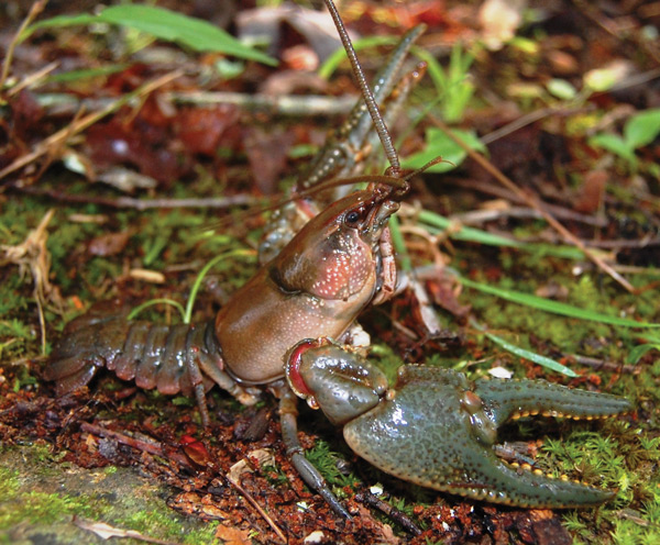 The rare Hazel Creek Crayfish was discovered in Great Smoky Mountains National Park by scientists working on the All Taxa Biodiversity Inventory, now in its 15th year.