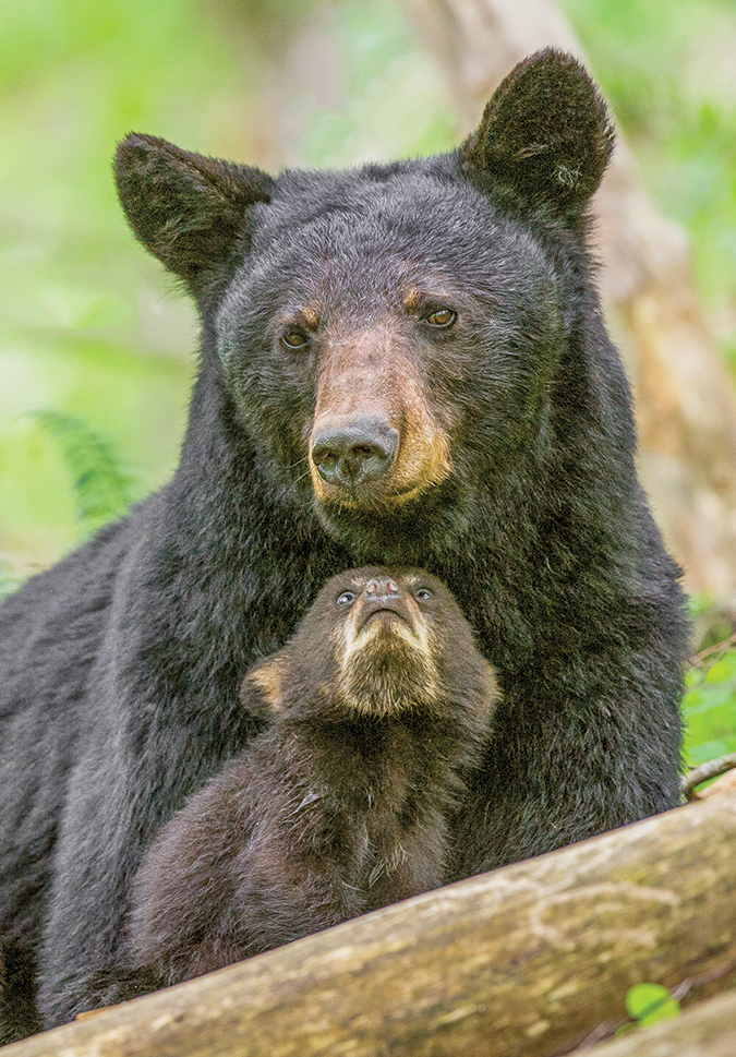 A spring black bear cub looks up at its life-sustaining protector with all the love any offspring could ever have for its mother.