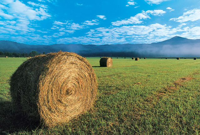 In recent years, round hay bales have replaced the old square ones.