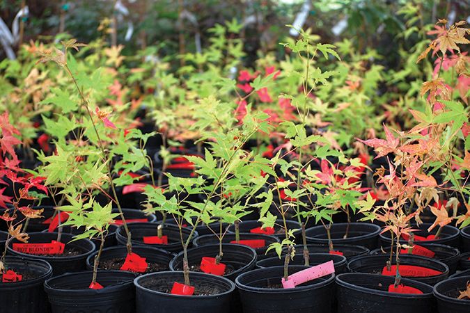 Maples, maples, maples. The nursery is full and flourishing.