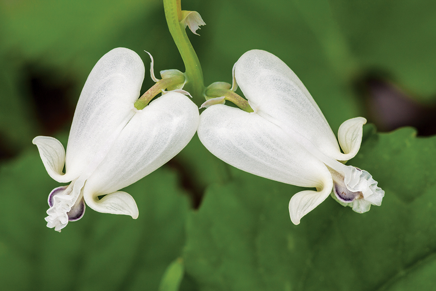 This spring ephemeral is easily confused for its close relative, Dutchman's Breeches, because they both have white, heart-shaped flowers, dissected compiund leaves and bloom at the same time and in the same habitat.
