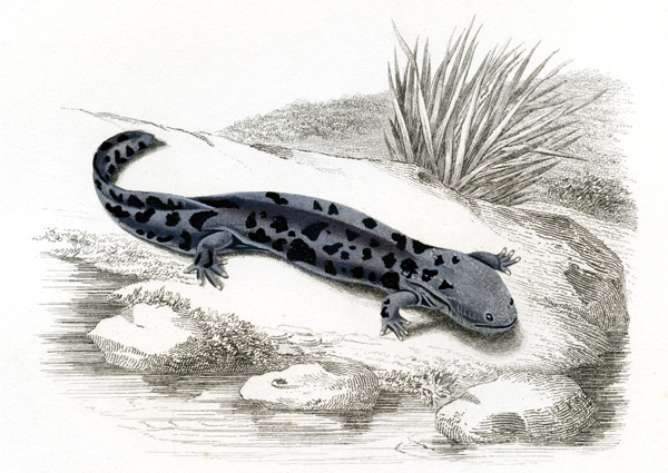 The hellbender can get as large as two and a half feet long. To see a video of this creature in its natural environment, visit BlueRidgeCountry.com/Hellbender.