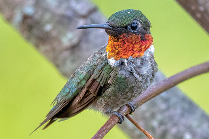 A male ruby-throated hummingbird watches over his feeder territory in Northeast Tennessee. Despite their small size, they will ferociously guard their food source, chasing off any intruders.