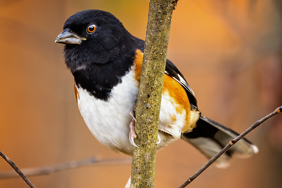Male Eastern Towhee