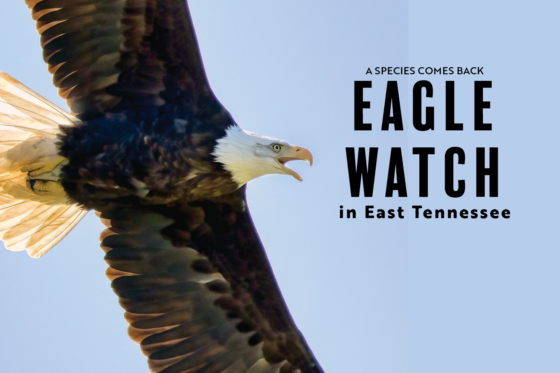 A bald eagle soars over the Holston River in Hawkins County, Tennessee while taking a break from incubating its eggs.