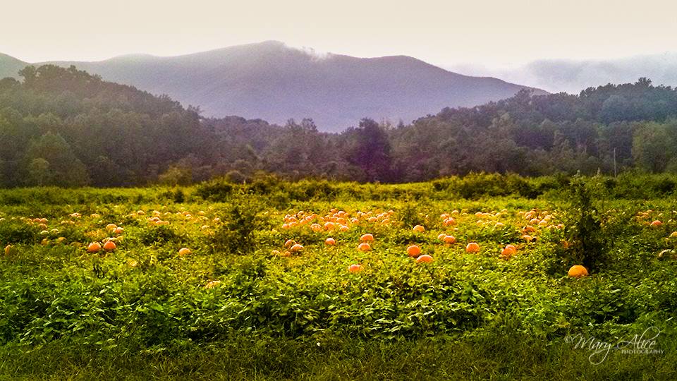 Signs of Fall: Pumpkins off Crabtree Hwy; near Montebello, VA entrance to BRP