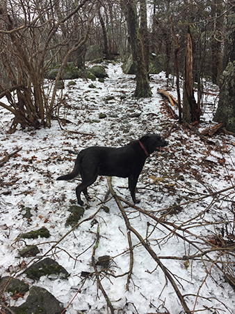 Flat Top 3/2/19: As the day warmed toward the summit, ice on tree limbs from the night before accumulated on the ground.