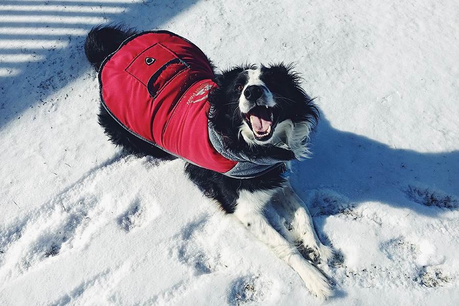 Marvin is a snuggly Virginia snowbaby whose favorite winter activities include eating snow, wearing snow and diving nose-first into snow! Oh, and a nice after-snow nap.