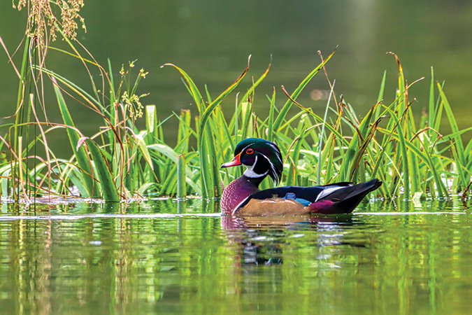 A male wood duck shows off his beautiful colors on Watauga River in Carter County, Tennessee.