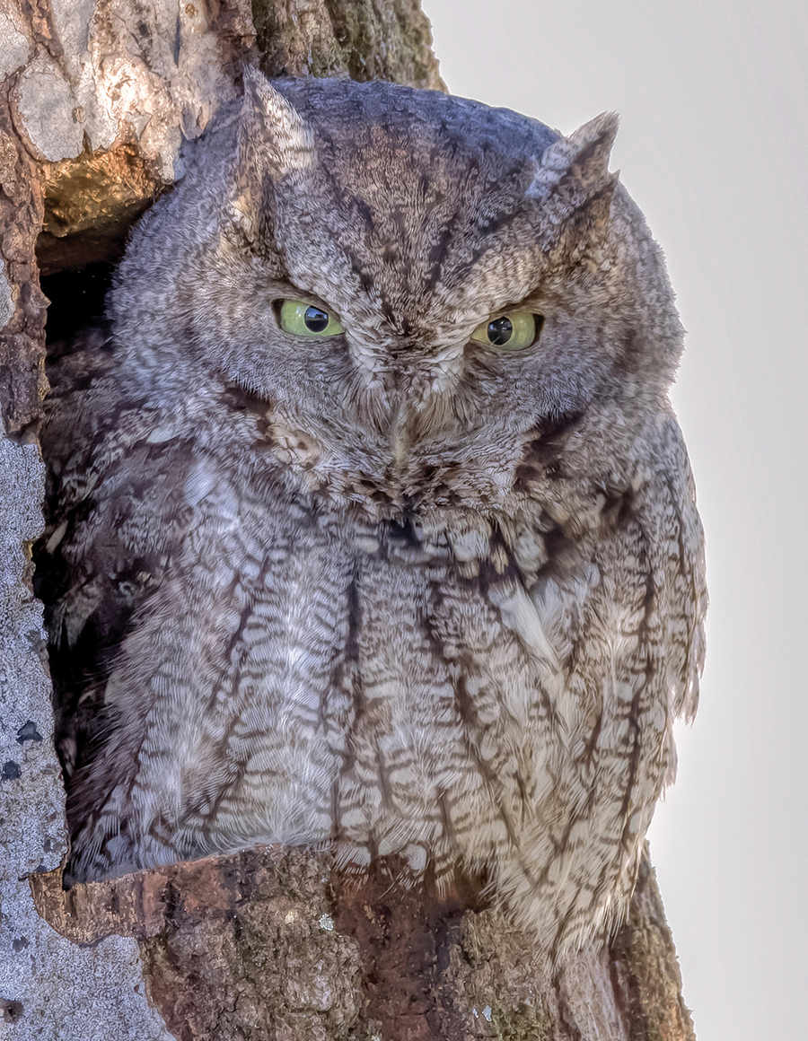 Ryan Rice came to understand that the screech owl’s 10-month absence was explained at least in part by the owl’s use of the box as a winter home.