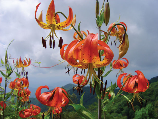 Bright orange candelabras of Turk’s Cap lilies (Lilium superbum) light up parkway roadsides in summer. Although normally lovers of moist meadows and mountain coves, these lilies occur near Mt. Mitchell Parking Overlook (milepost 349.9), at 4,825 feet.