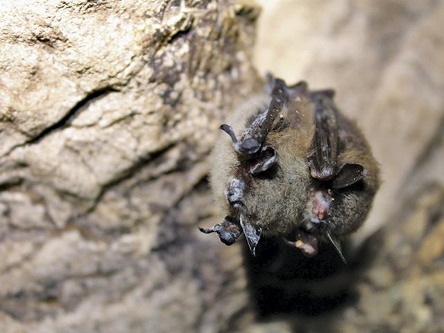 These little brown bats are infected with white-nose syndrome.