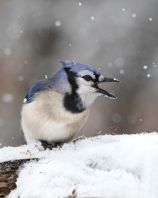 During the evening six inches of new snow has fallen, and more continues to fall, creating a scene of intense beauty but presenting a hardship for the many bird species who inhabit the pine forests of North Carolina. Here, a blue jay hunkers down against a fallen branch, his mouth open in a display of force and defiance.  Although a beautiful bird, the blue jay is known to drive off other birds that come near its food.