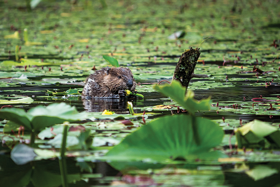 A juvenile beaver eats the flower from the spatterdock (cow lily) that grows in the lake.